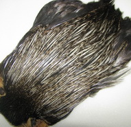 ������ ������ Indian cape badger  